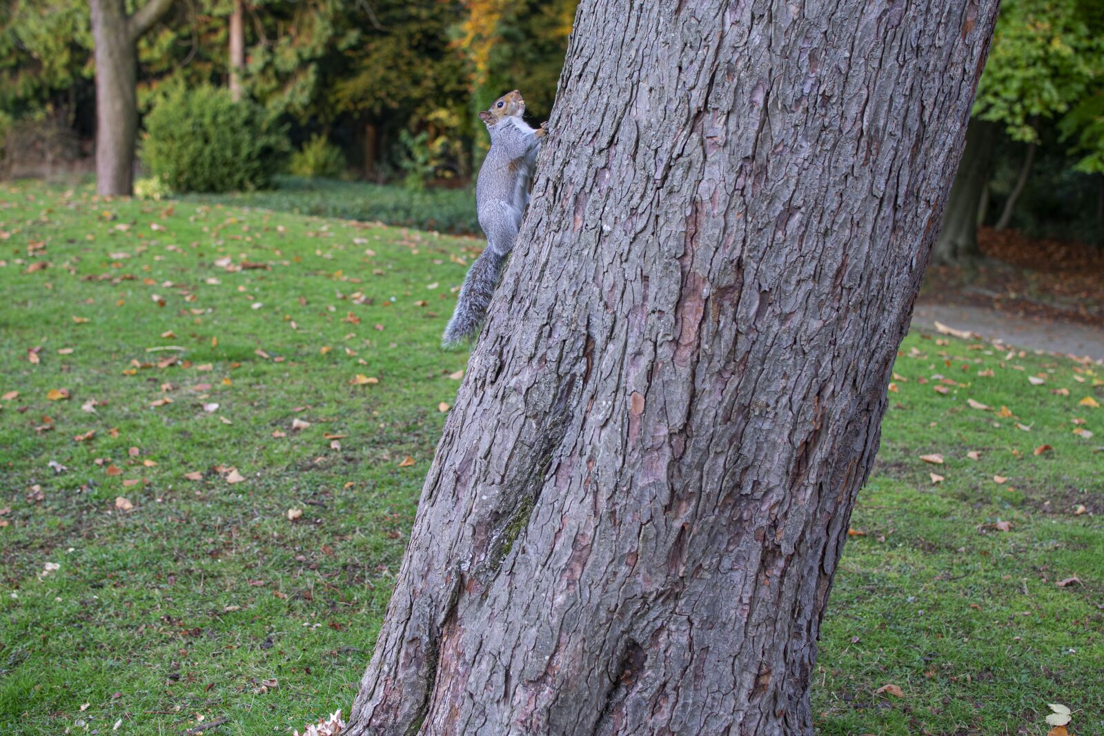 Nikon D3300 sample photo. Squirrel, tree, rodent photography