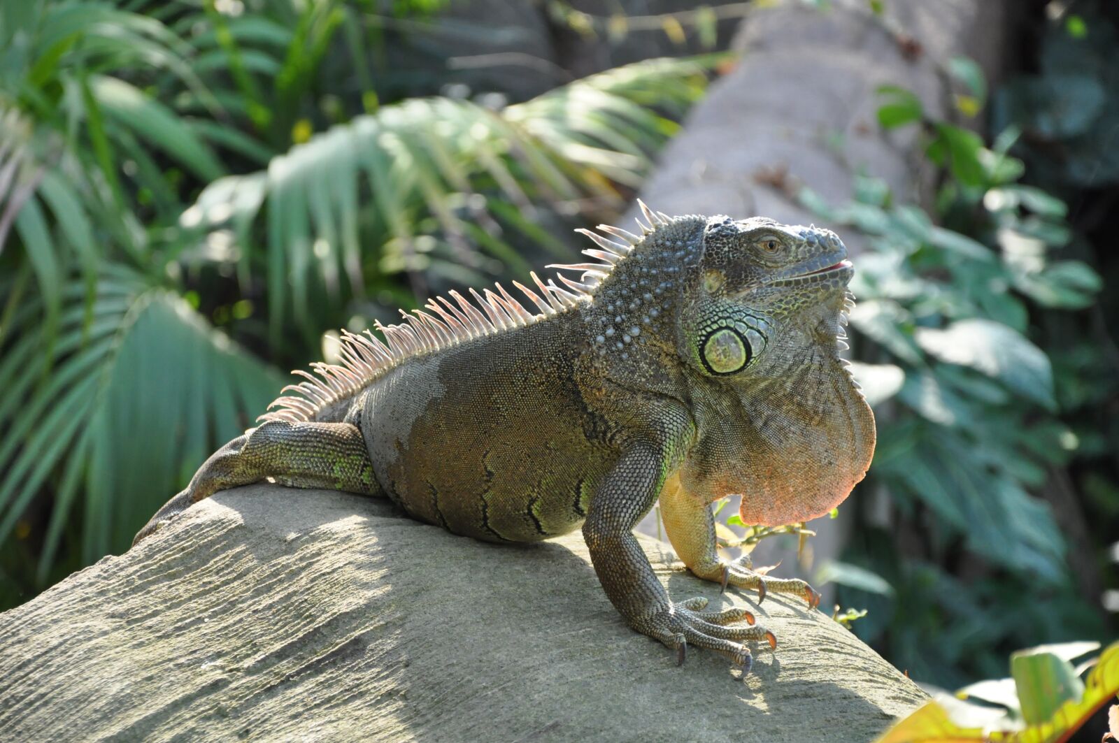 Nikon D90 sample photo. Iguana, animal, scaly photography