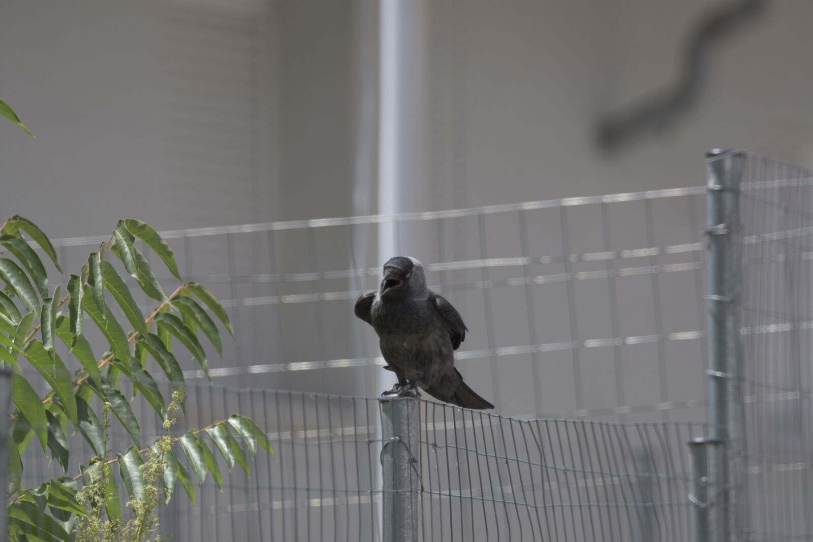 Nikon D7200 sample photo. Corvus cornix, play, bird photography