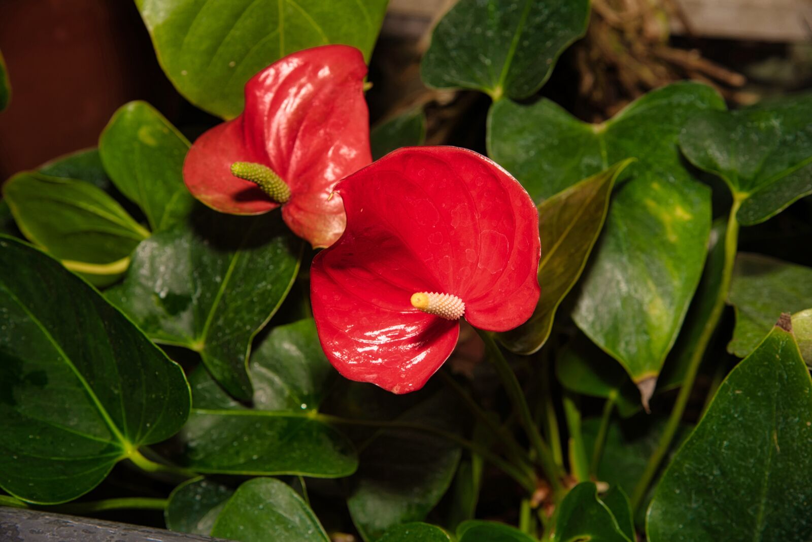 Nikon D750 sample photo. Plant, flower, nature photography