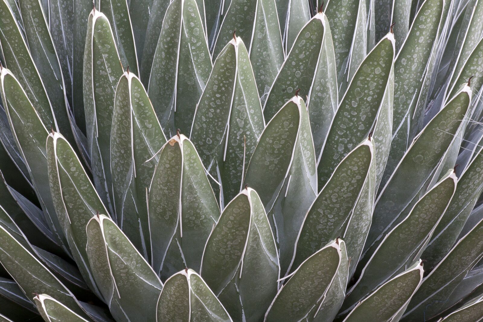 Canon EOS 50D sample photo. Agave victoriae-reginae, cactus, succulent photography