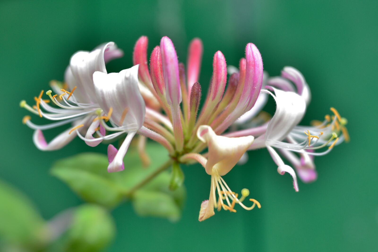 Nikon D600 sample photo. Honeysuckle, flower, bloom photography