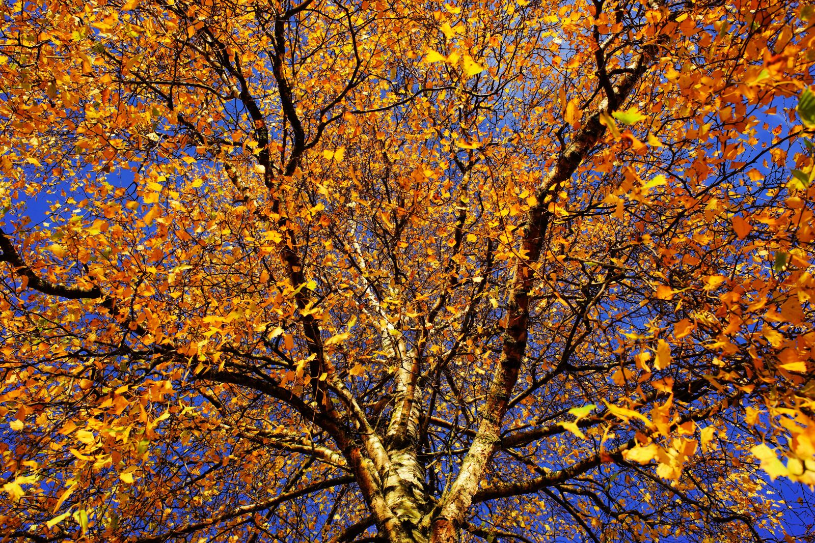 Sony a99 II sample photo. Tree, birch, late autumn photography