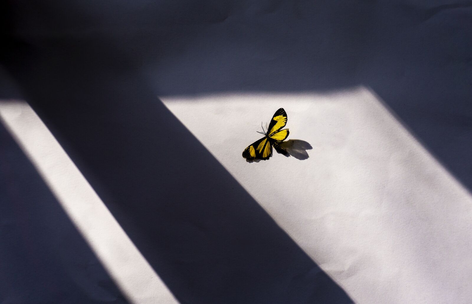 Sony a6000 sample photo. Butterfly, window, art photography