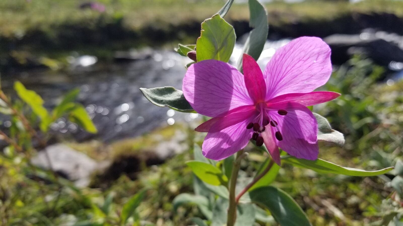 Samsung Galaxy S8 sample photo. Alaska, beautiful, flowers, grass photography