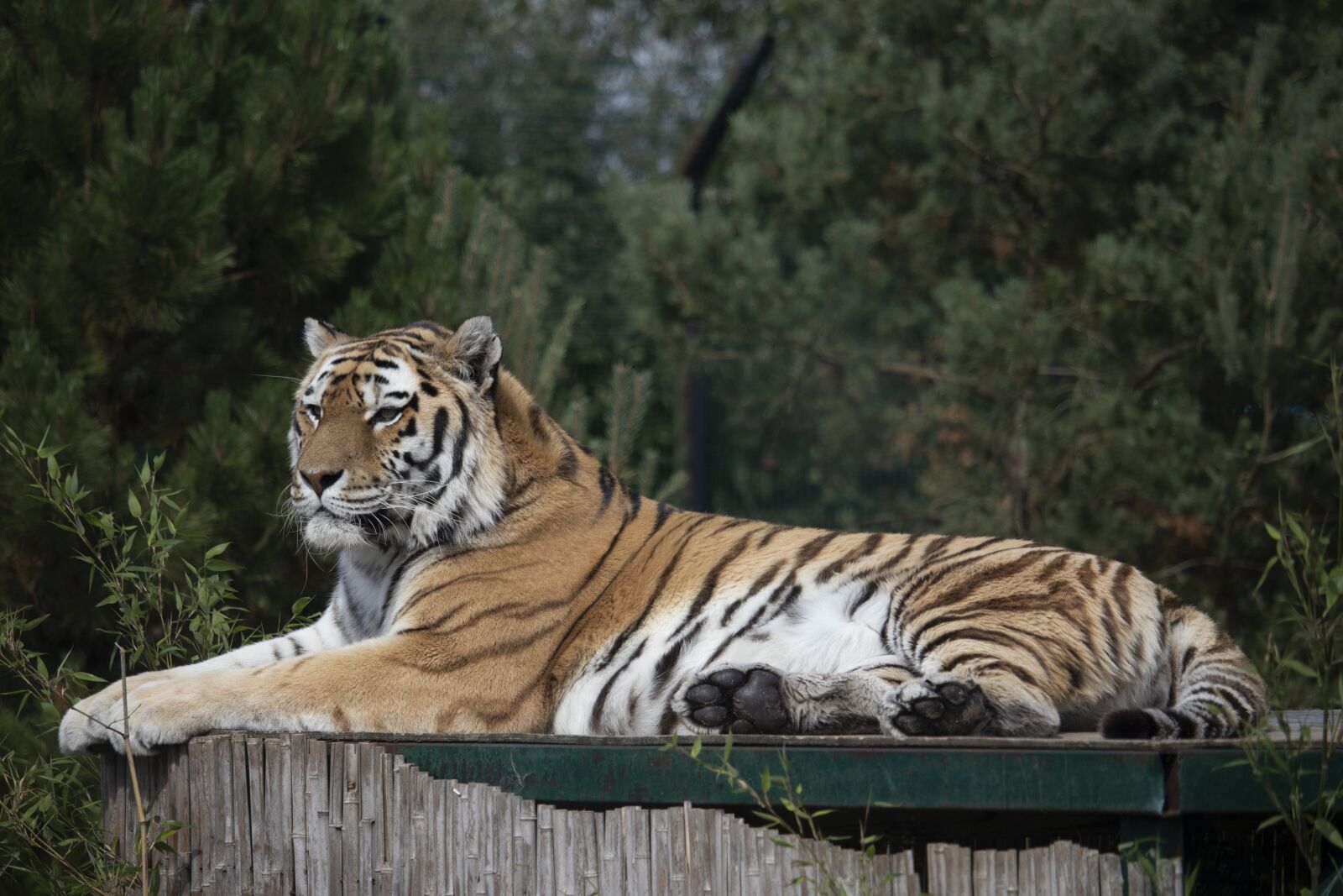Canon EOS 77D (EOS 9000D / EOS 770D) sample photo. Tiger, wildlife, park photography