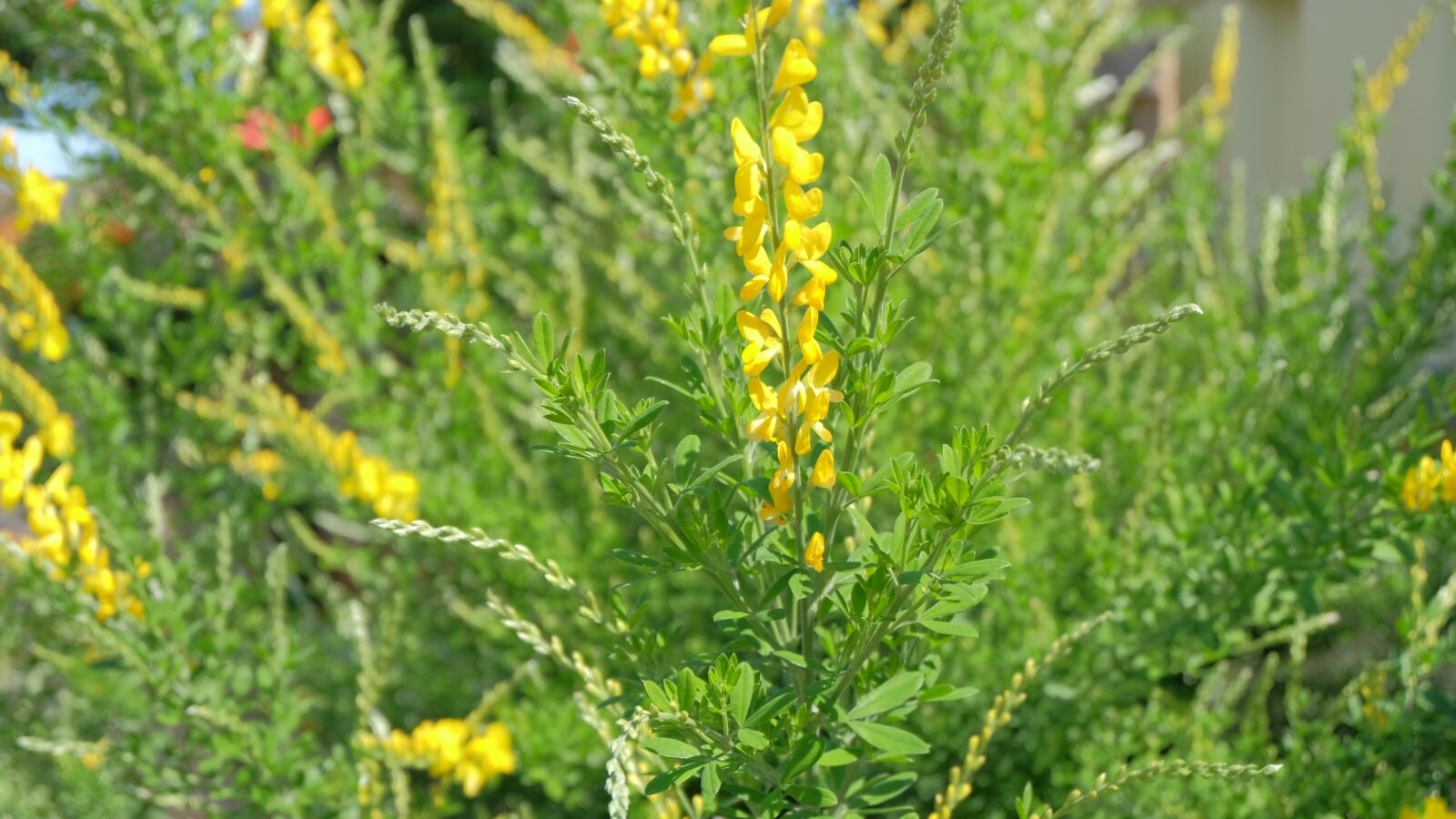 Fujifilm X-M1 sample photo. Flower, plant, yellow photography