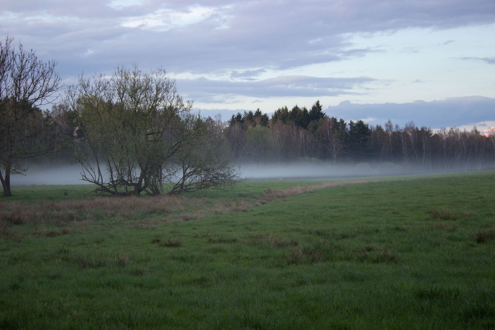 Canon EOS 600D (Rebel EOS T3i / EOS Kiss X5) sample photo. Moor, meadow, fog photography