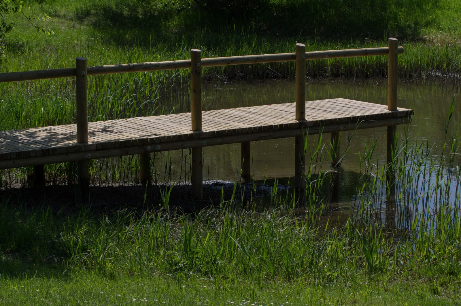 Pentax K-3 sample photo. Grass, web, boardwalk photography
