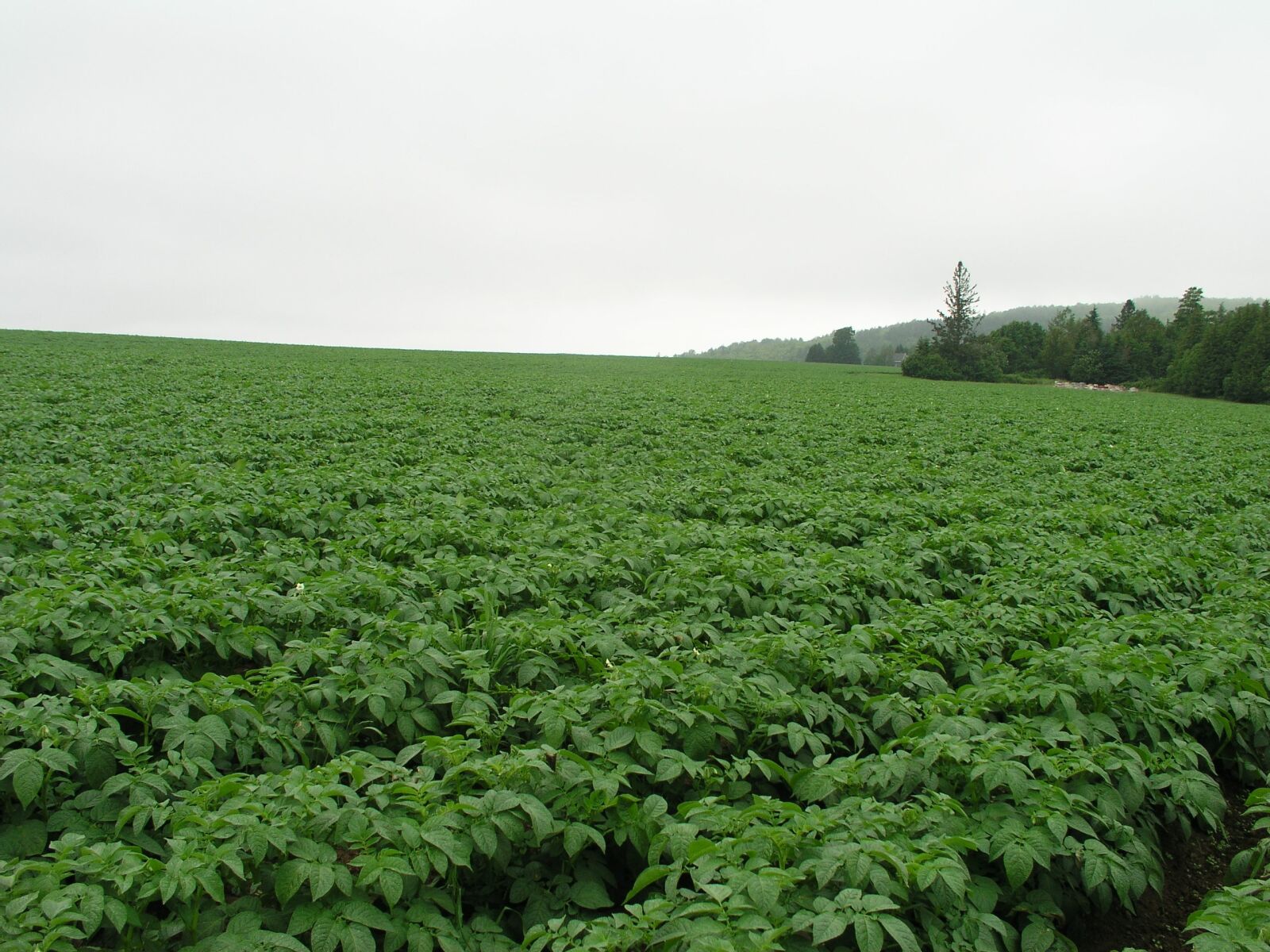 Olympus C5050Z sample photo. Maine, potatoes, potato photography