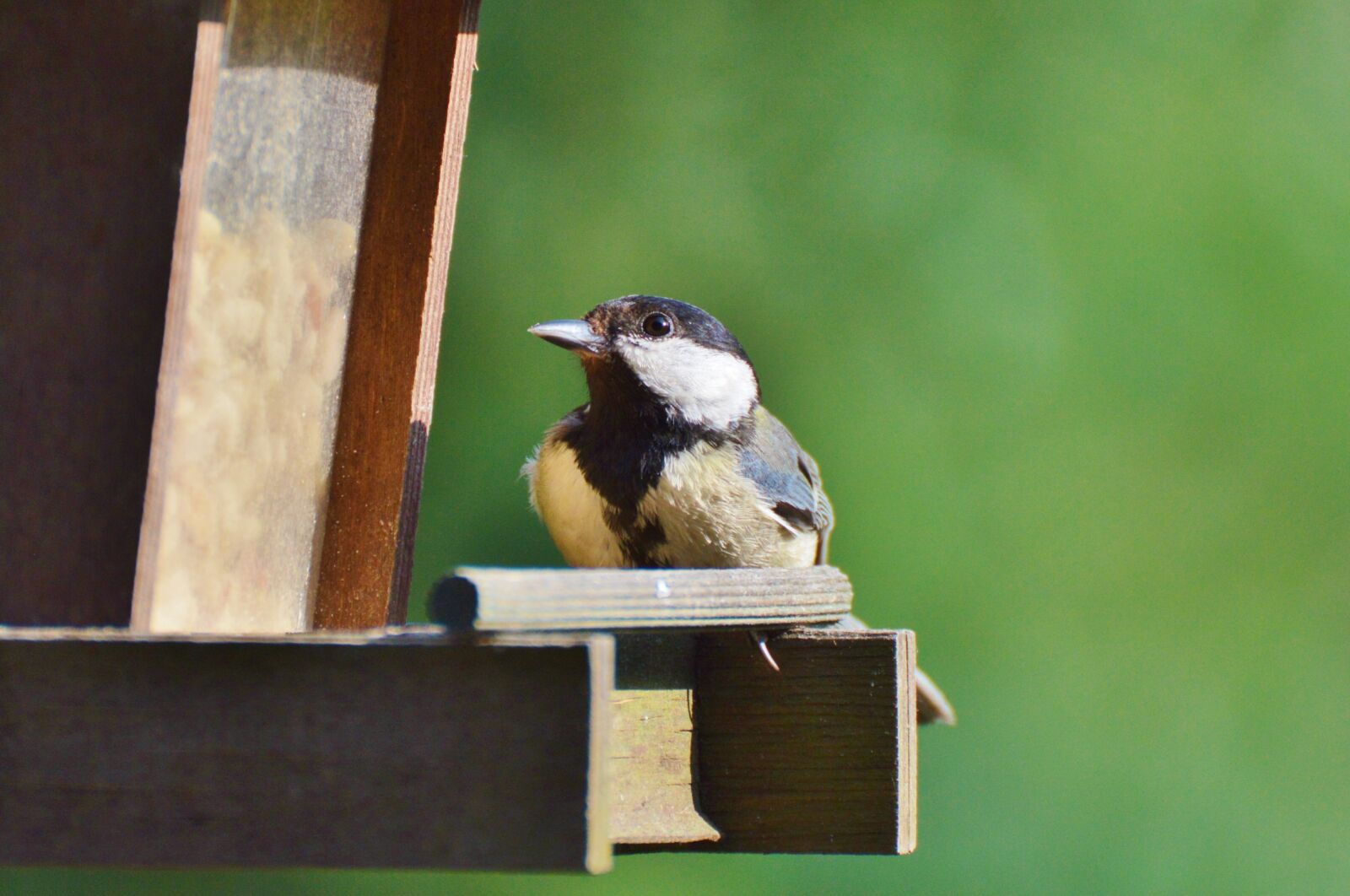 Nikon D3200 sample photo. Tit, bird, foraging photography