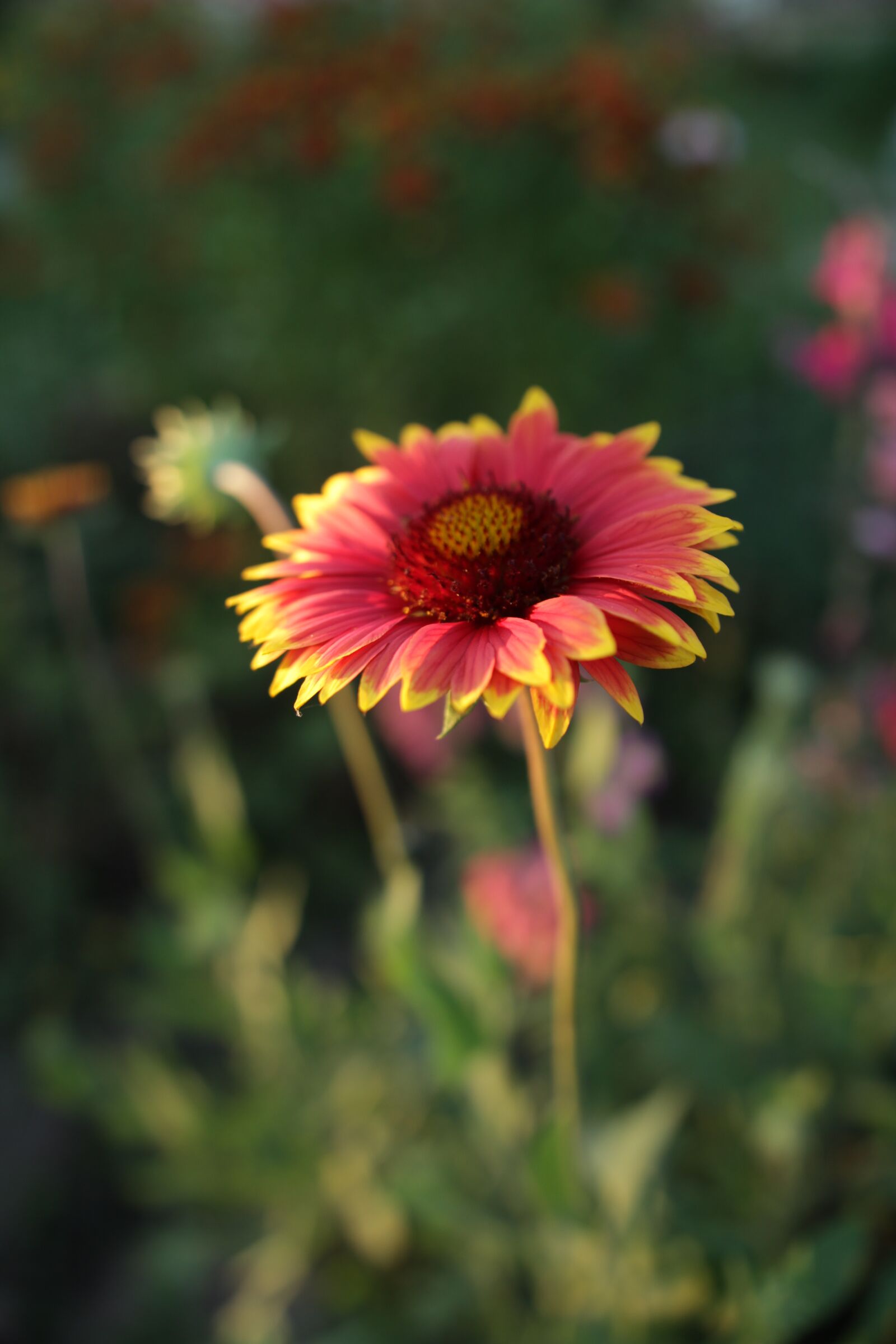 Canon EOS 60D sample photo. Flower, daisy, garden photography