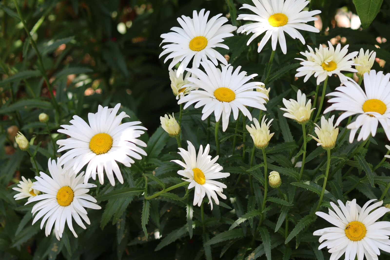 Canon EOS 70D sample photo. Daisies, flowers, white photography