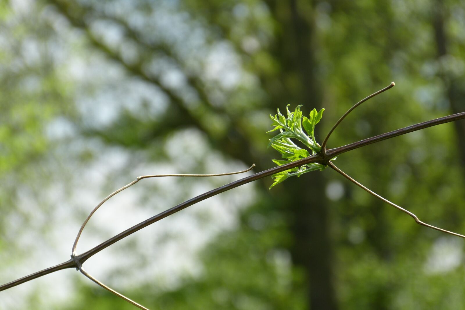 Panasonic Lumix DMC-FZ150 sample photo. Spring, leaves, new beginning photography