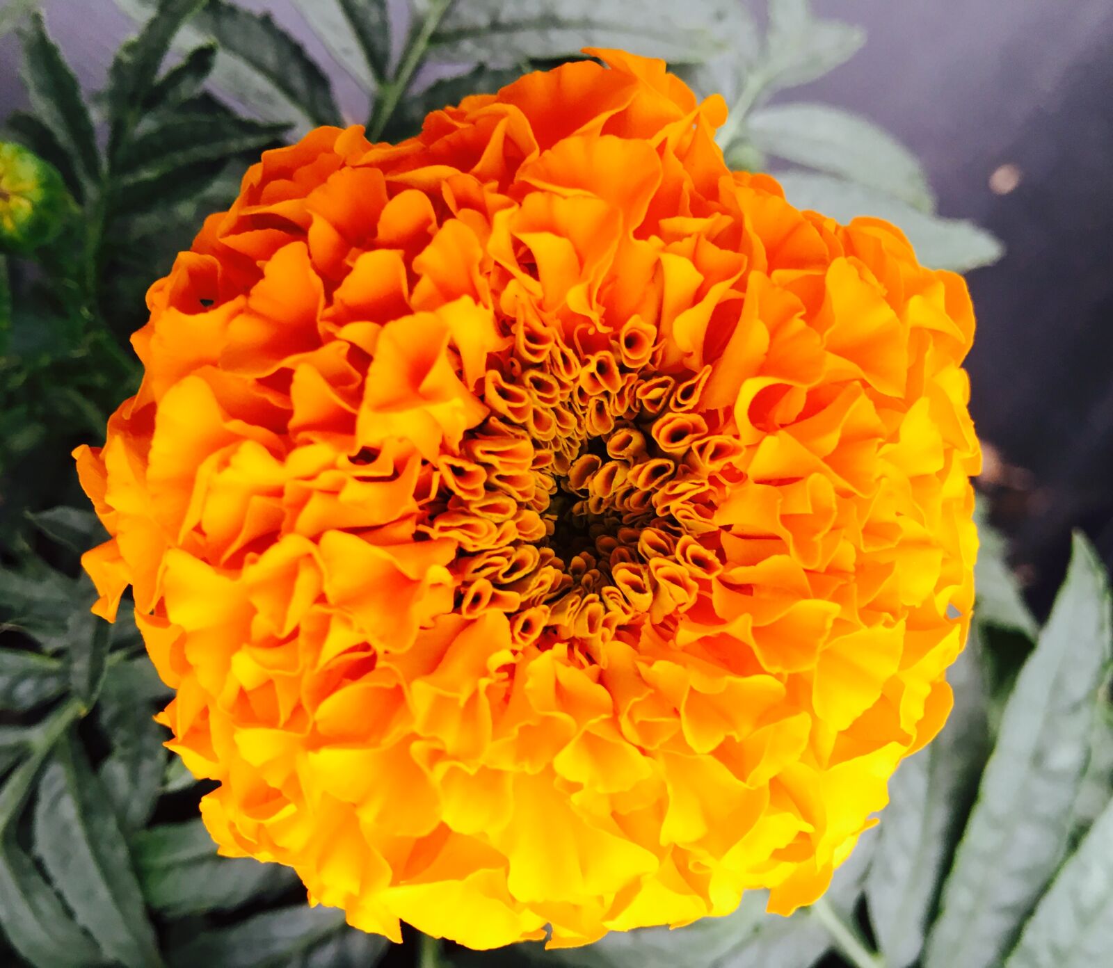 Apple iPhone 6s Plus sample photo. Flower, orange, garden photography