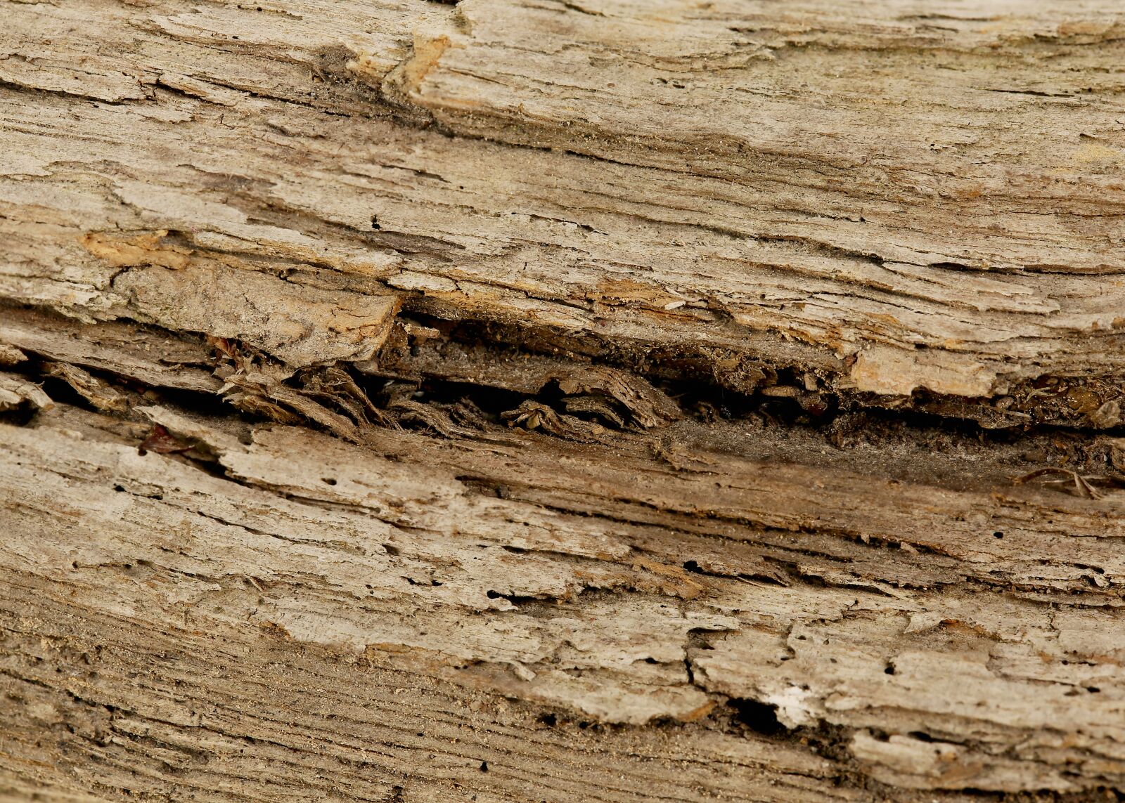 Canon EF 100mm F2.8L Macro IS USM sample photo. Wood, morsch, split photography