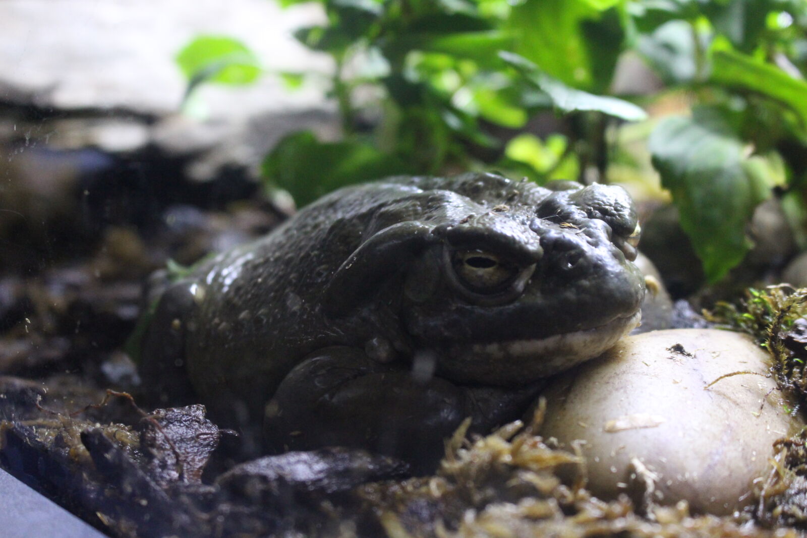 Canon EOS 700D (EOS Rebel T5i / EOS Kiss X7i) sample photo. Frog photography