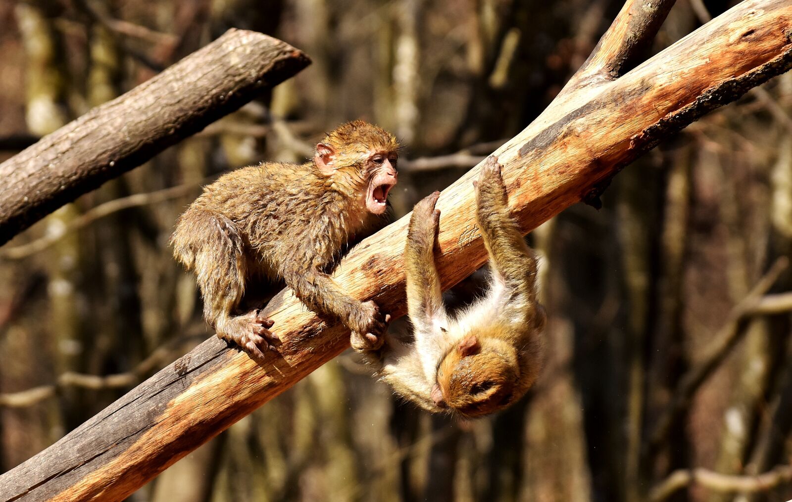 Nikon D7200 sample photo. Berber monkeys, play, cute photography