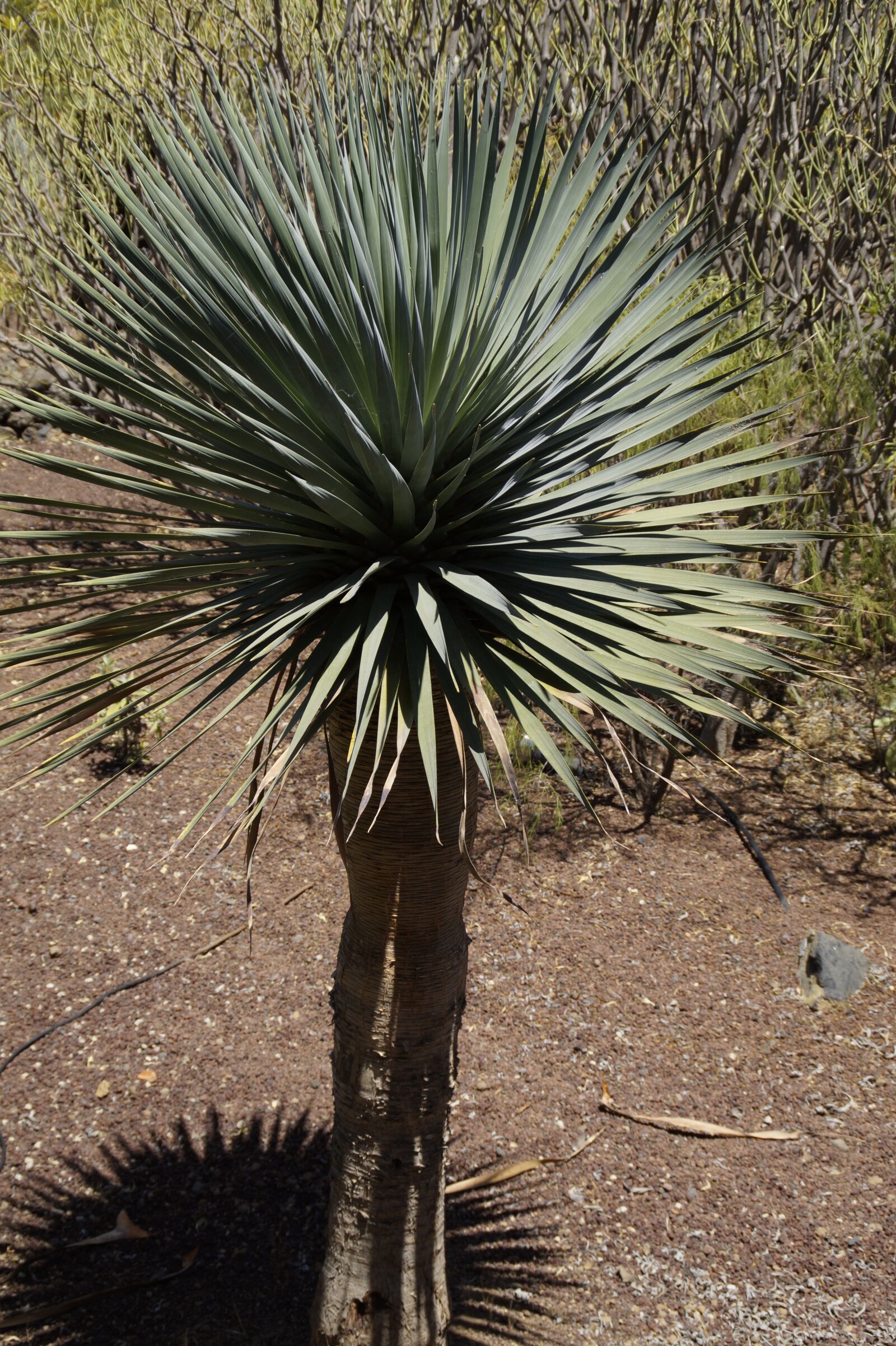 Sony SLT-A58 sample photo. Dragon tree, mini, tenerife photography
