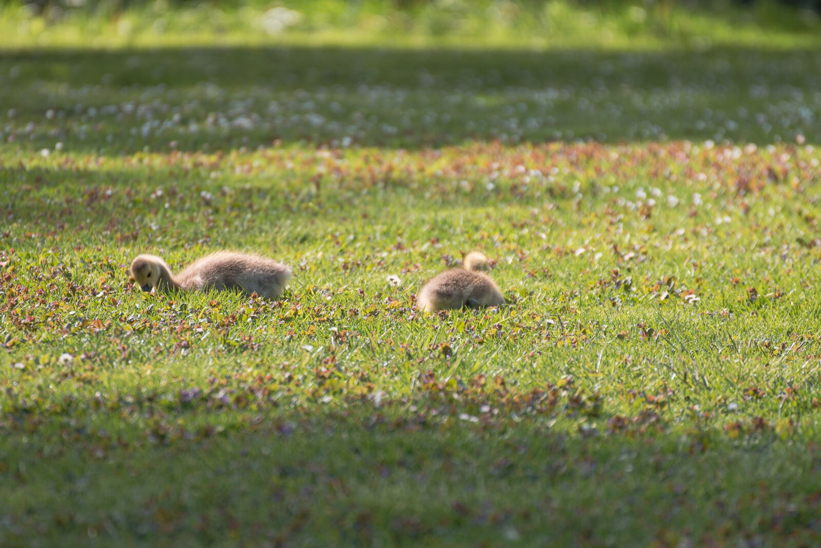 Canon EOS 70D sample photo. Chicks, goose, meadow photography