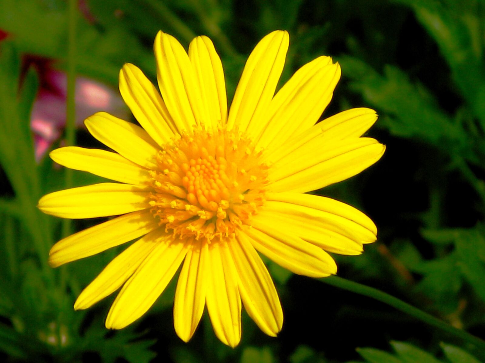 Canon POWERSHOT G9 sample photo. Nature, summer, plant photography