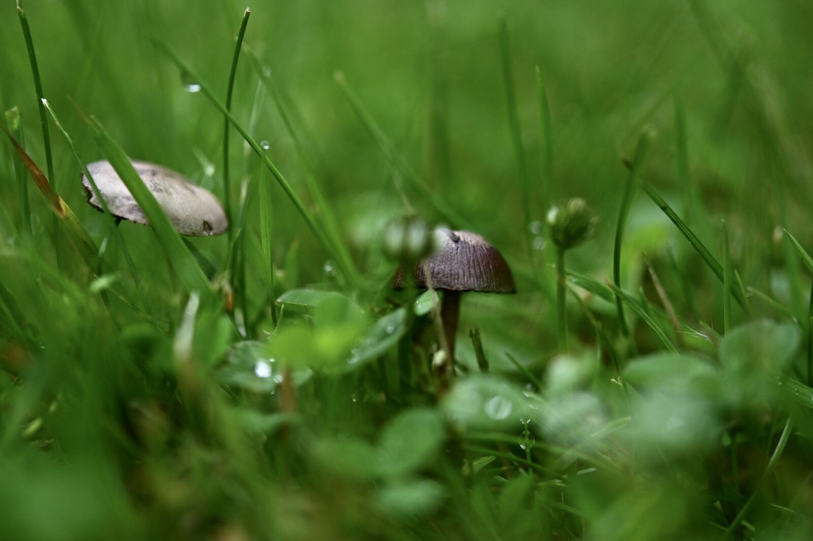 Nikon Z6 sample photo. Mushroom, grass, forest photography