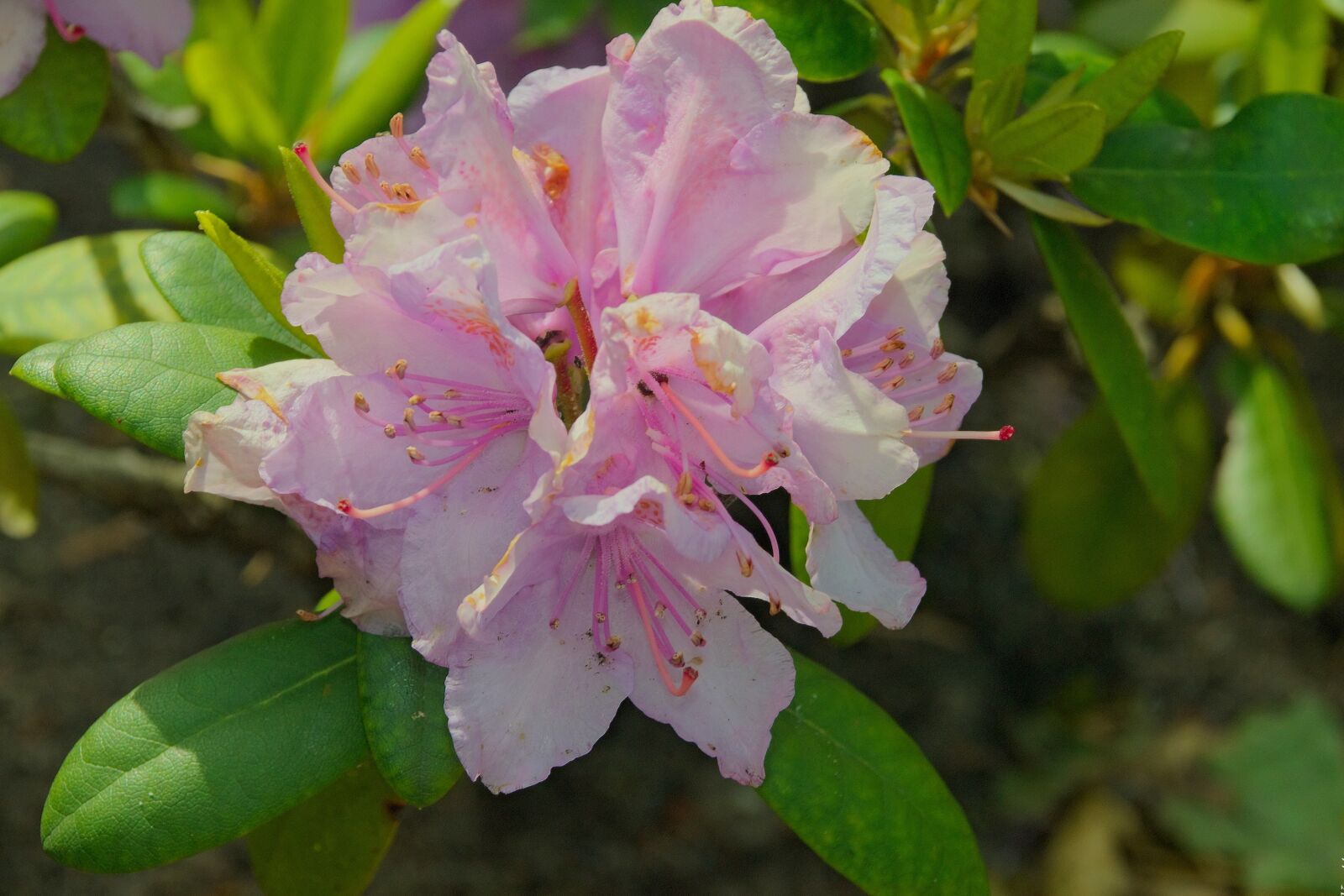 Nikon D3300 sample photo. Rhododendron japanese, azalea, japanese photography