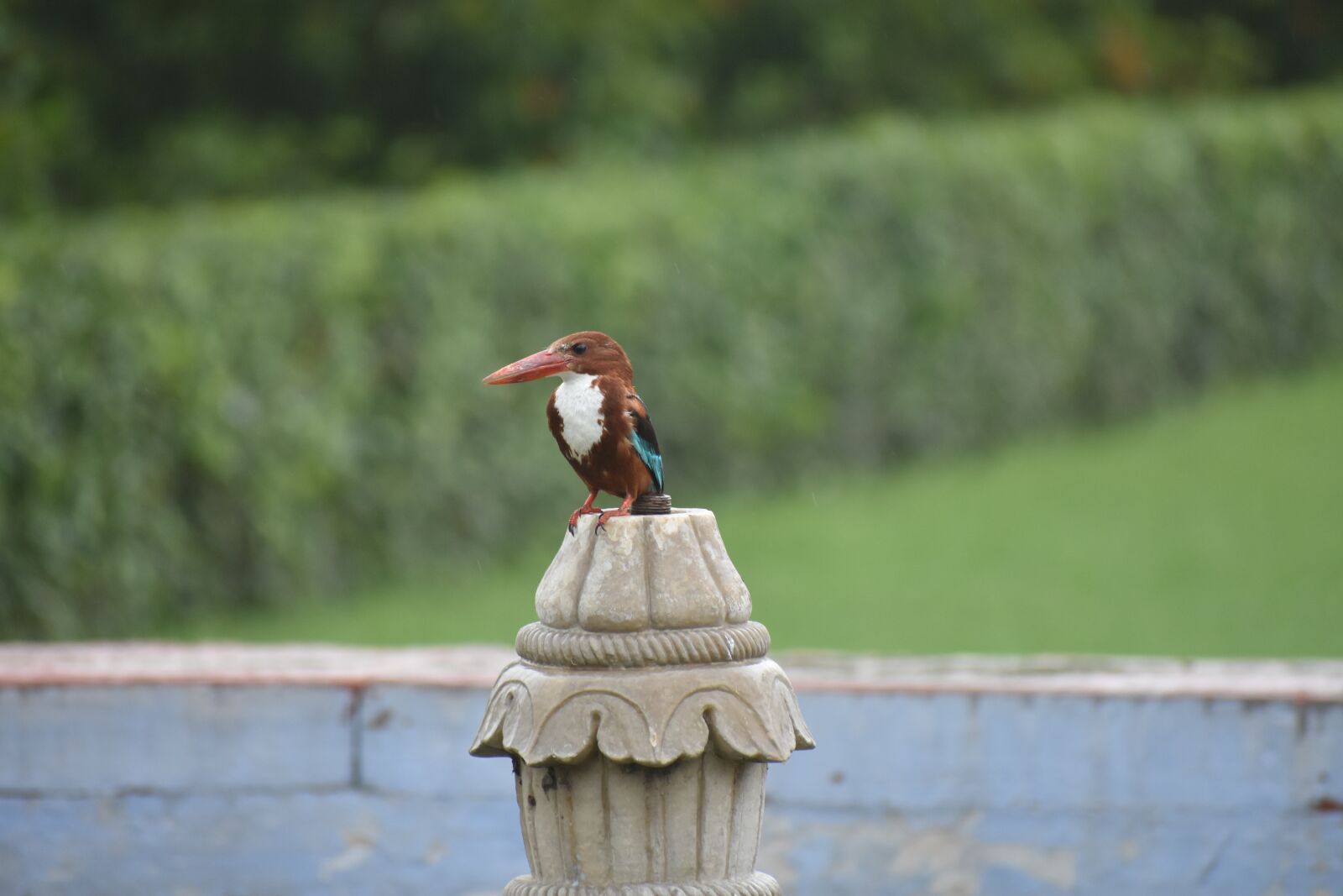 Nikon D3400 sample photo. Bird, agra bird, india photography