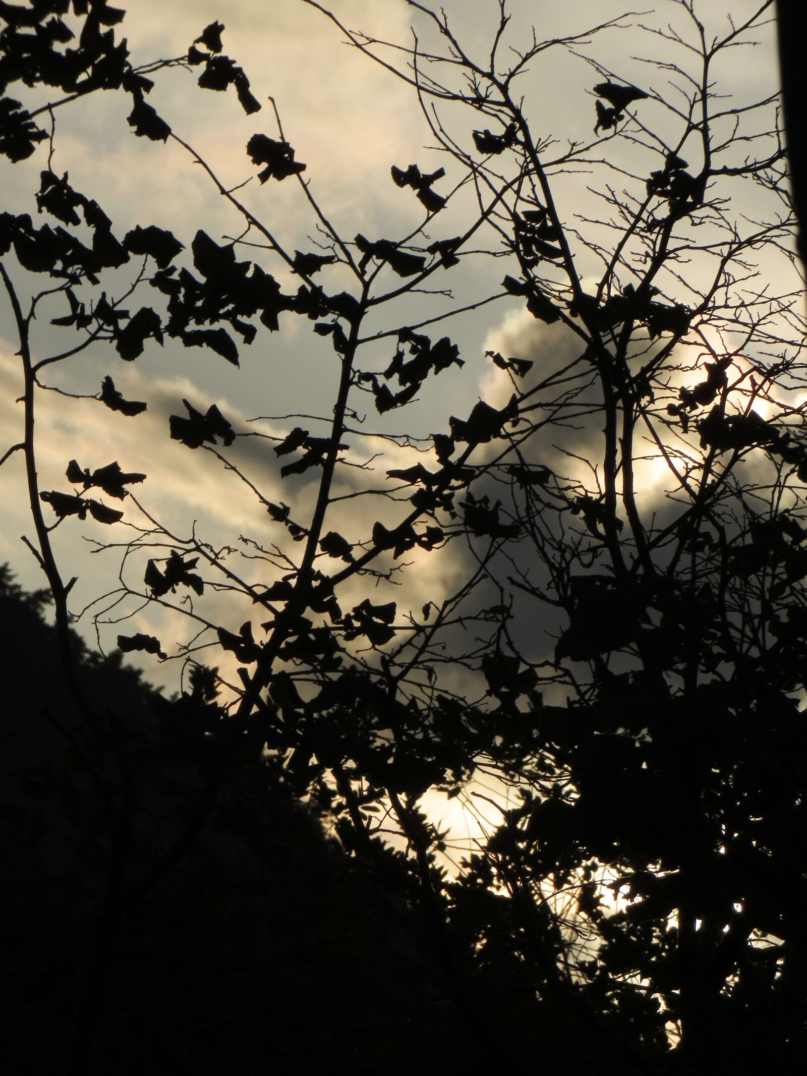 Canon PowerShot SX240 HS sample photo. Leaves, backlighting, clouds photography