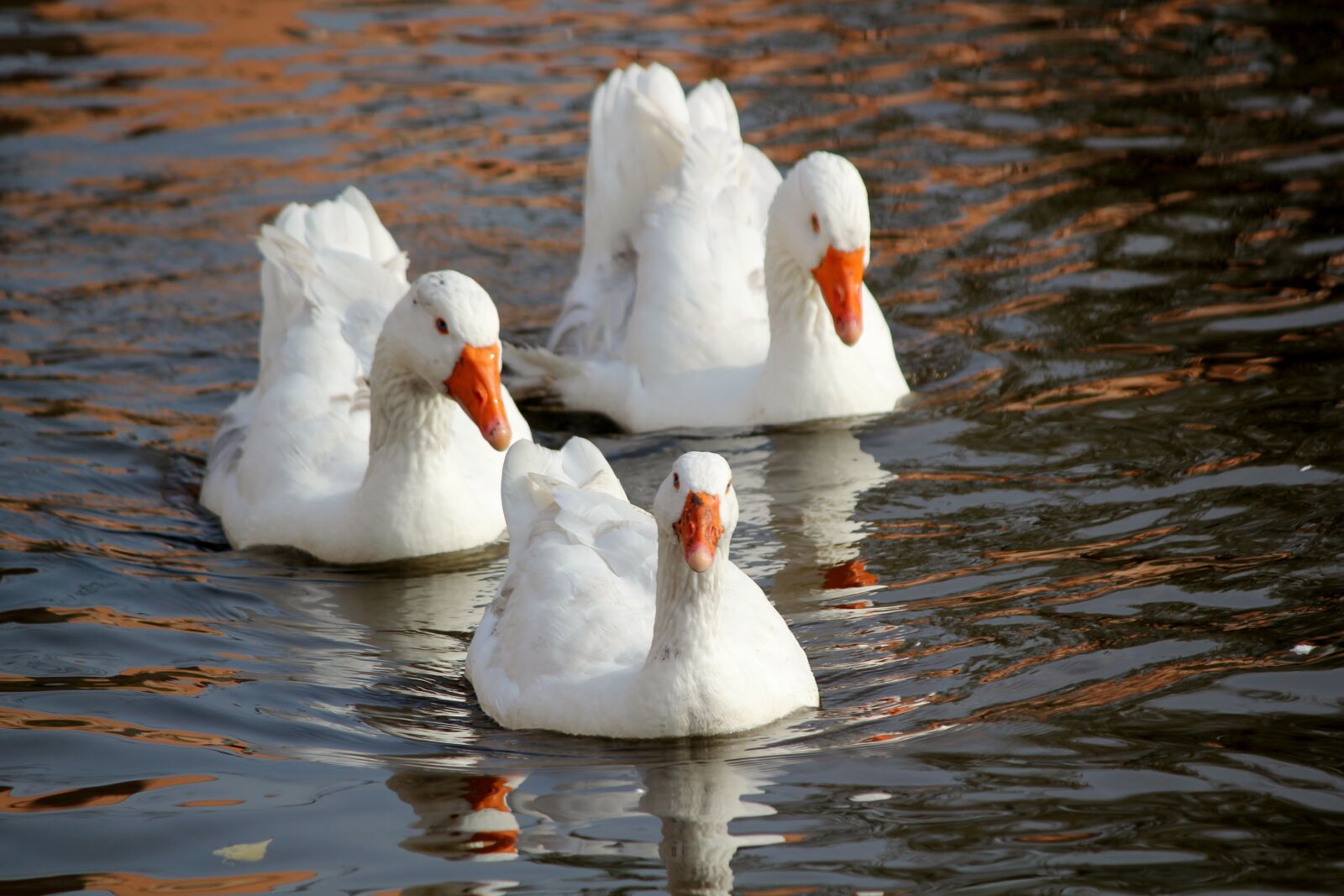 Canon EOS 550D (EOS Rebel T2i / EOS Kiss X4) sample photo. Goose, pond, bird photography