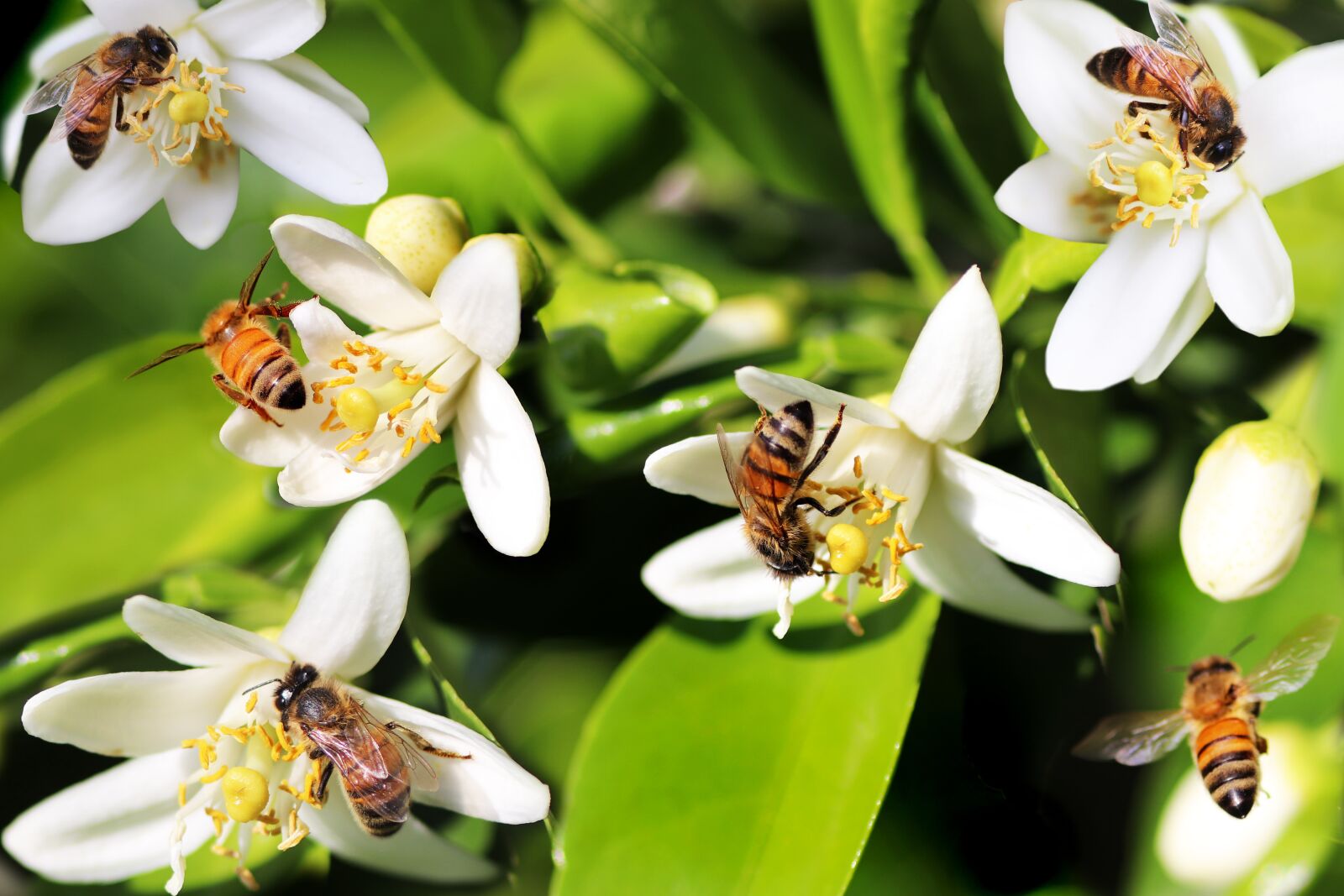 Tamron SP 90mm F2.8 Di VC USD 1:1 Macro sample photo. Bees, insects, flowers photography