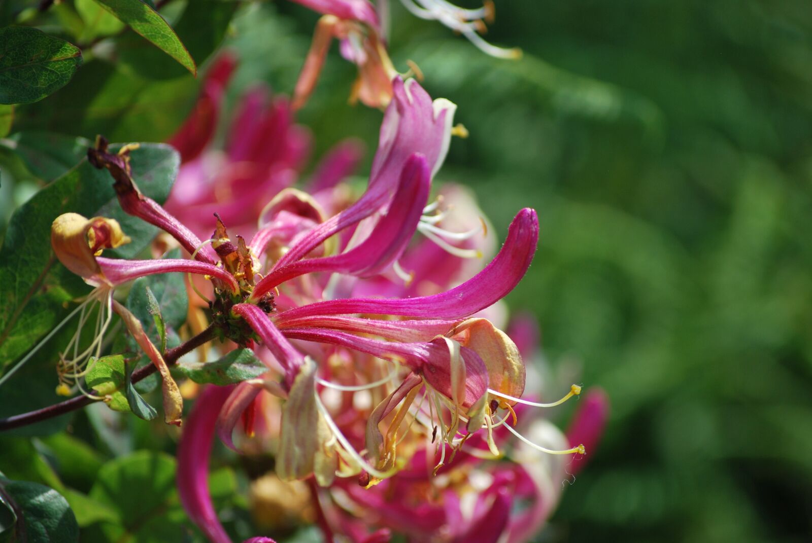 Nikon D60 sample photo. Honeysuckle, flower, nature photography