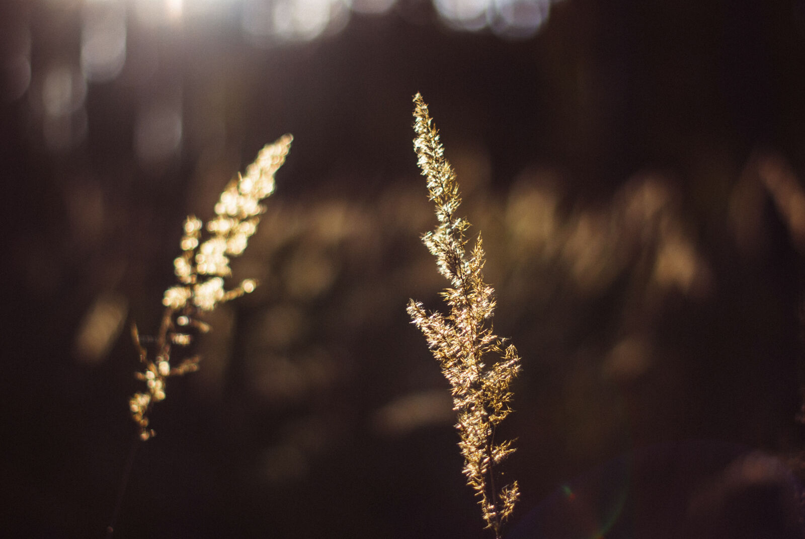 Nikon D60 sample photo. Forrest, kuznik, nature, reserve photography