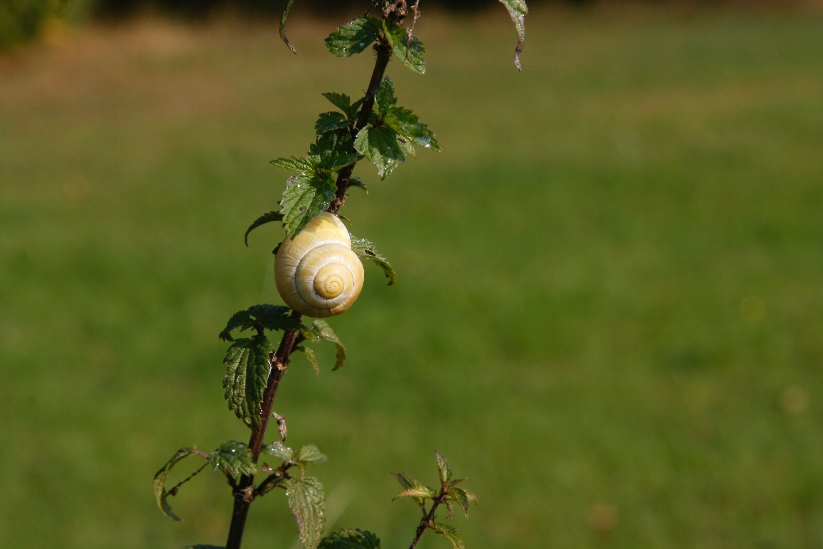 Canon EOS 400D (EOS Digital Rebel XTi / EOS Kiss Digital X) sample photo. Snail, garden snail, tape photography