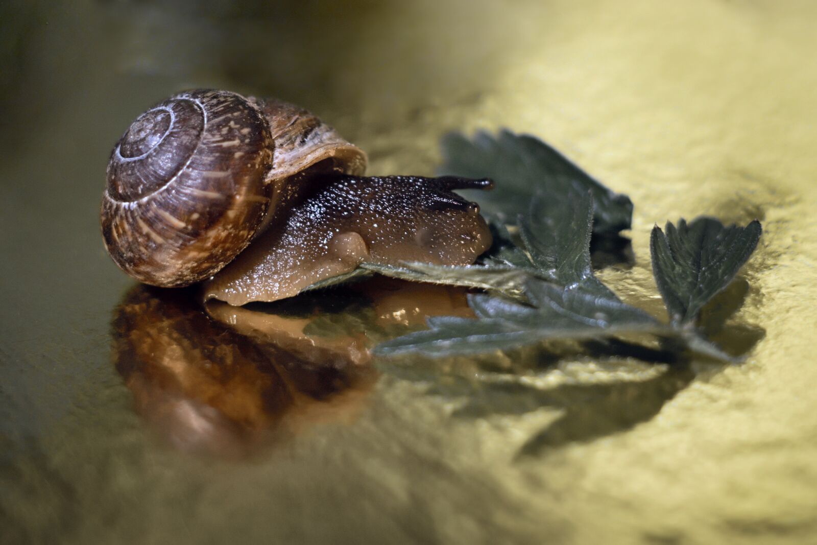Canon EOS 750D (EOS Rebel T6i / EOS Kiss X8i) sample photo. Snail, leaves, nature photography