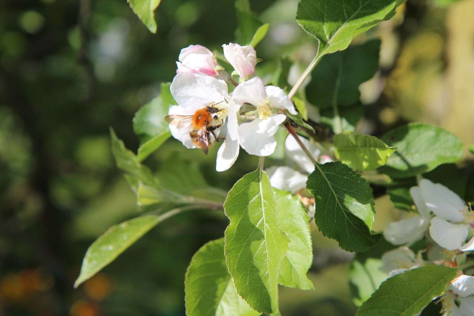Canon EOS 600D (Rebel EOS T3i / EOS Kiss X5) sample photo. Apple, flowers apple-tree, bee photography