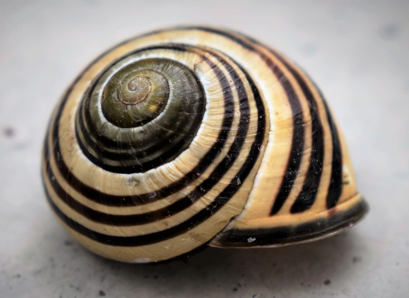 Nikon D5500 sample photo. Shell, animal, nature photography