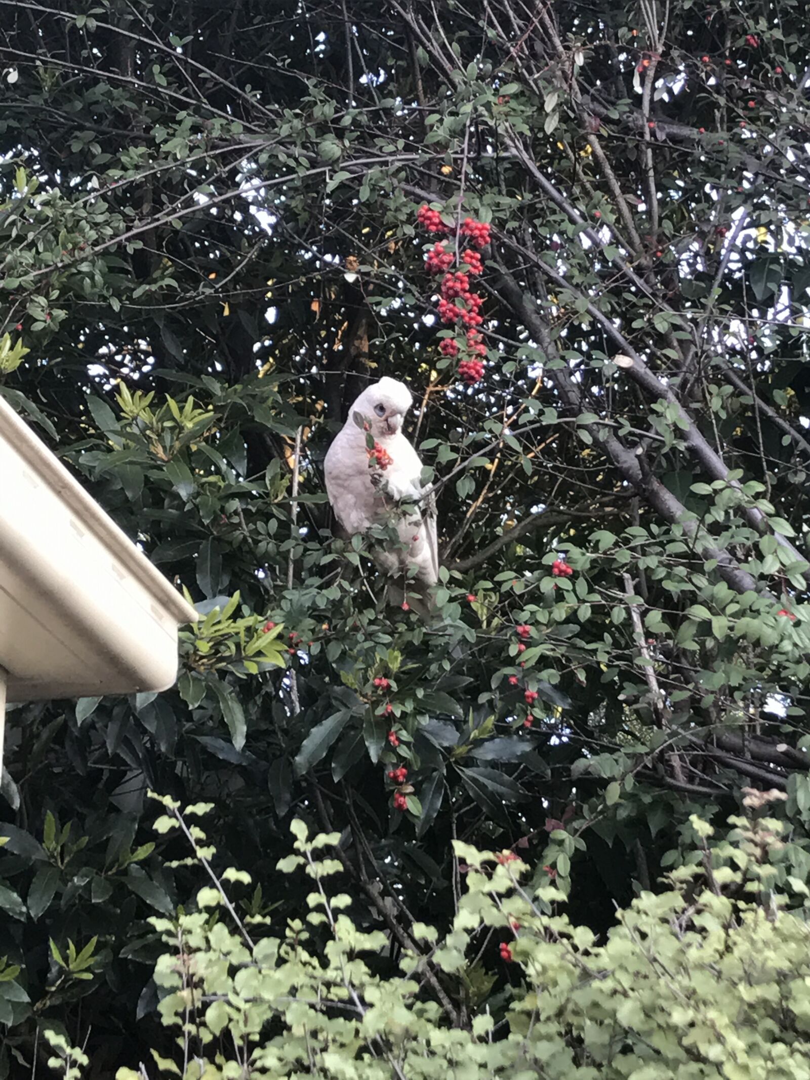iPhone 7 back camera 3.99mm f/1.8 sample photo. Berries, bird, cockatoo, fauna photography