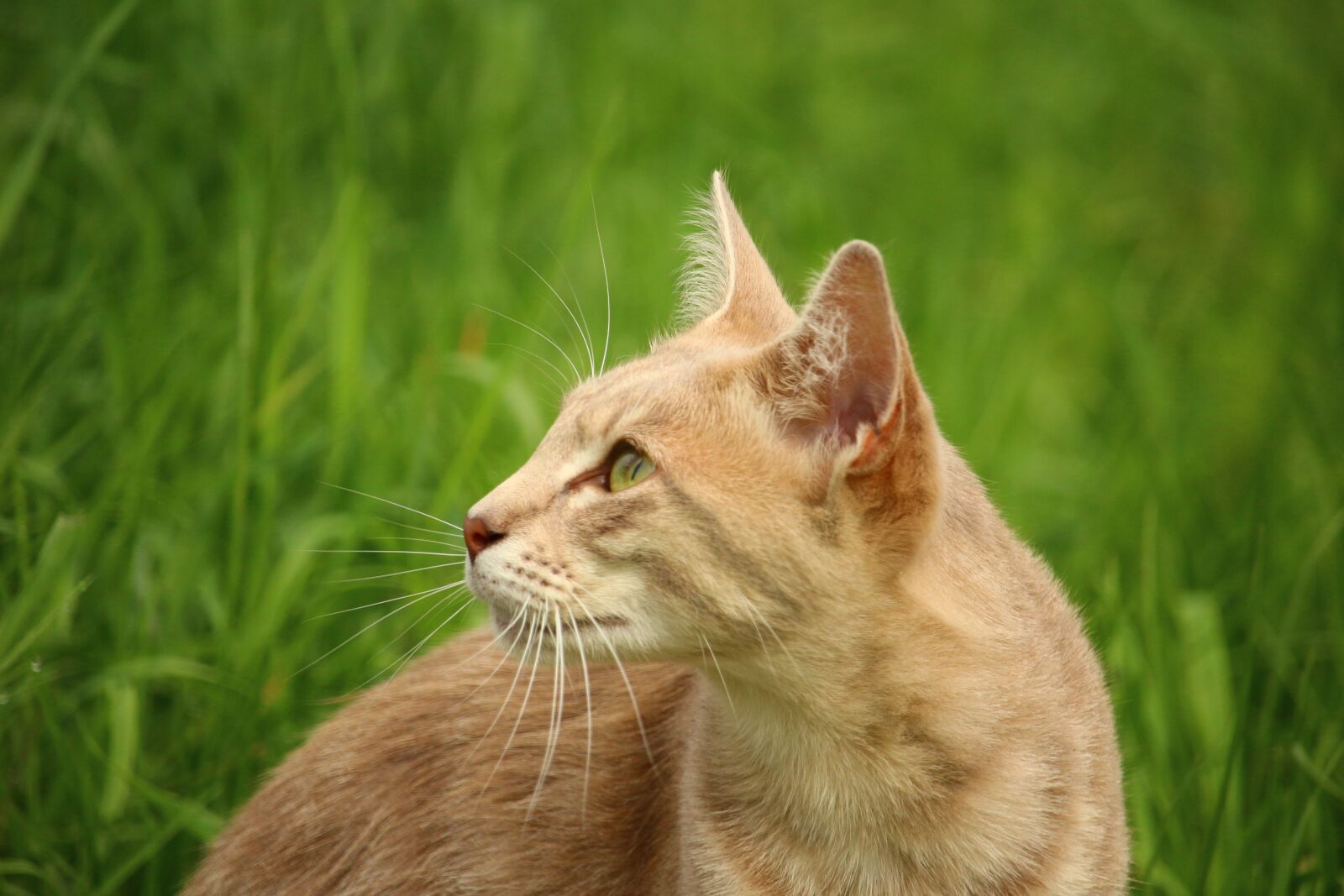 Canon EOS 100D (EOS Rebel SL1 / EOS Kiss X7) sample photo. Cat, kitten, mieze photography