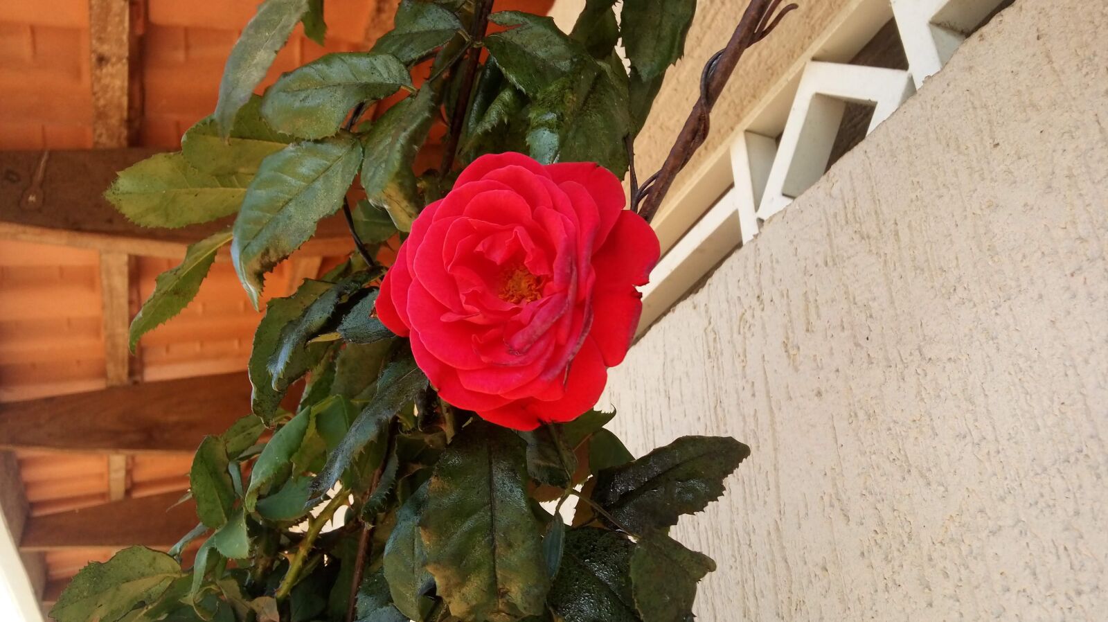 LG K430TV sample photo. Rosa, flower, red rose photography