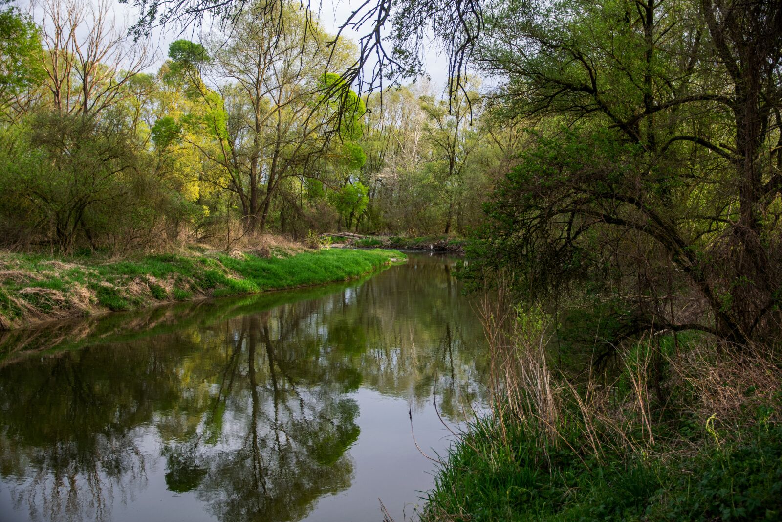 Nikon D5300 sample photo. Nature, spring, trees photography