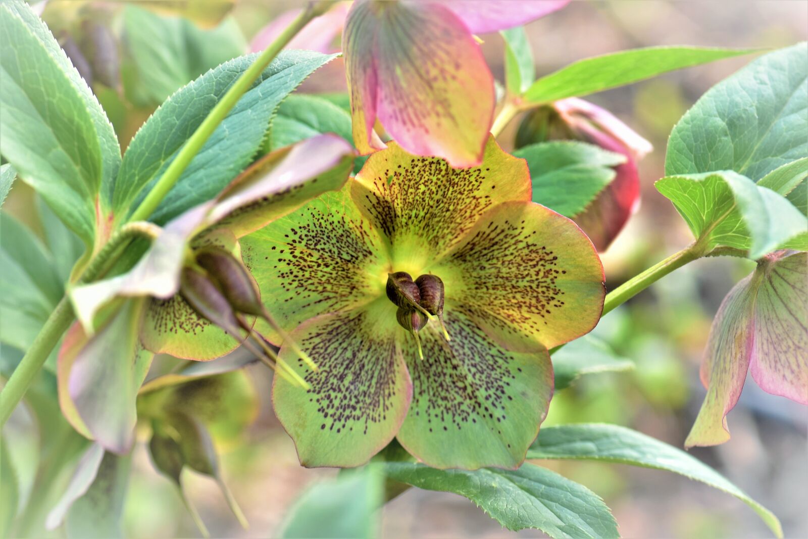 Nikon D5500 sample photo. Christmas rose, plant, flower photography