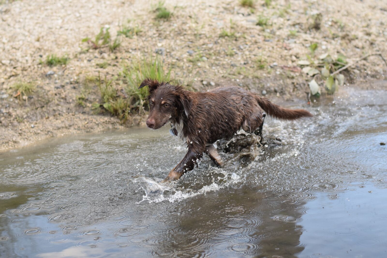 Nikon D5300 sample photo. Water, australian shepherd, dog photography