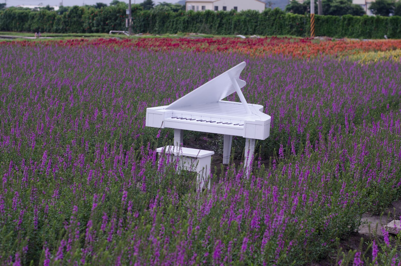 Nikon D7000 sample photo. Lavender fields with white photography