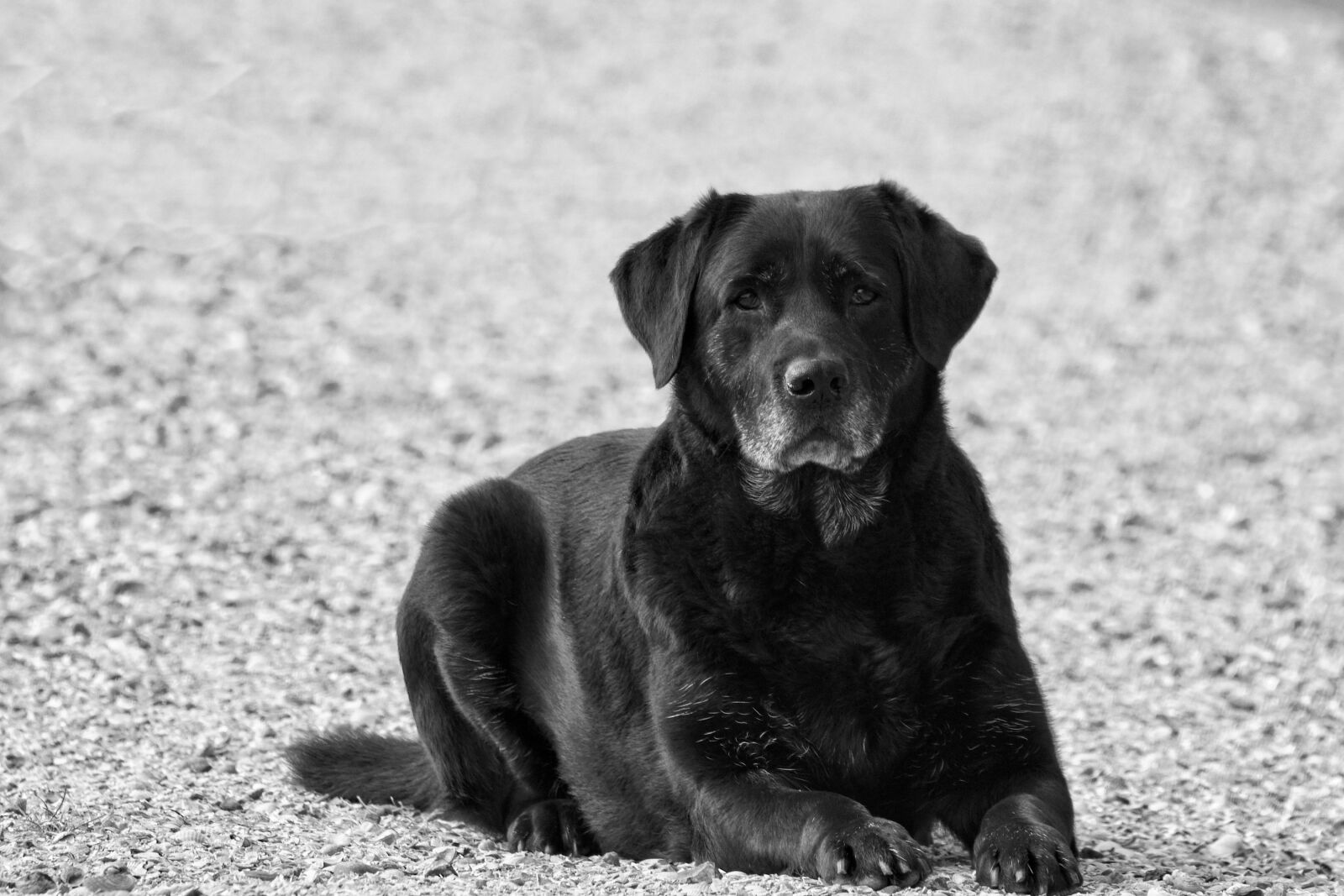 Canon EOS 70D sample photo. Labrador, black, dog photography