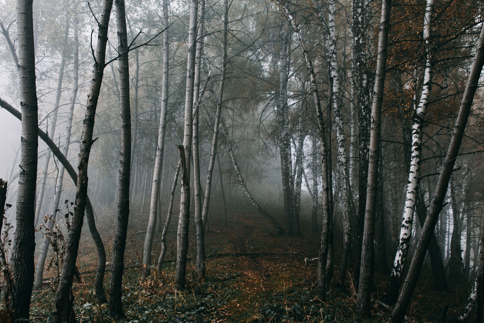 Canon EOS 700D (EOS Rebel T5i / EOS Kiss X7i) sample photo. Forest photography