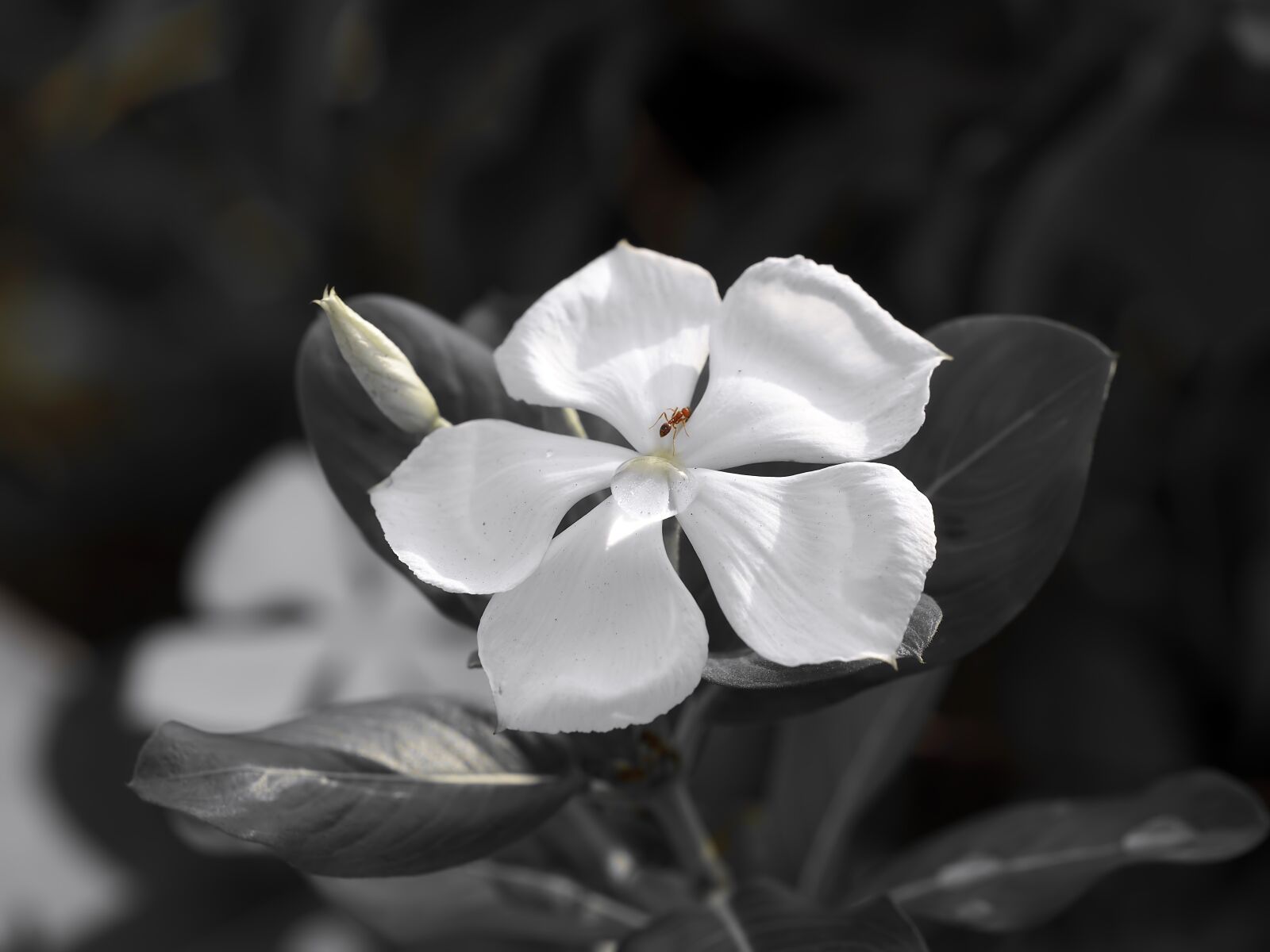 Olympus M.Zuiko Digital ED 60mm F2.8 Macro sample photo. Small white petal, flower photography