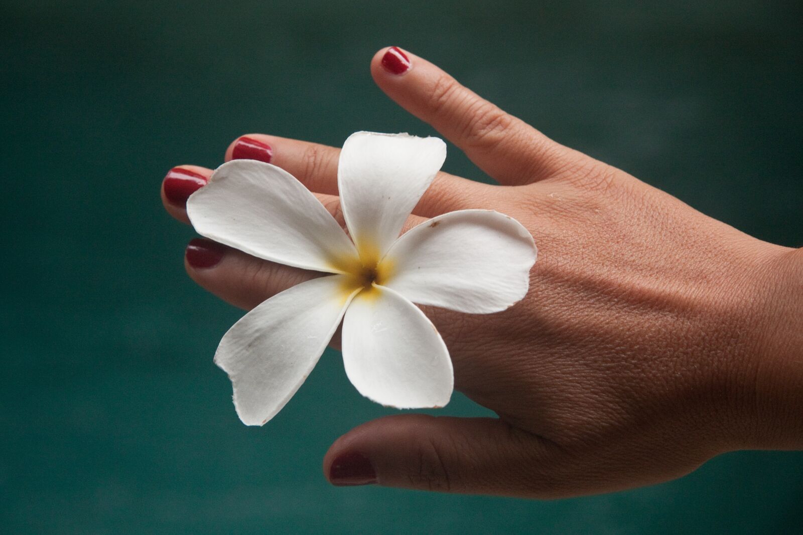 Canon EOS 450D (EOS Rebel XSi / EOS Kiss X2) sample photo. Flower, frangipane, hand photography
