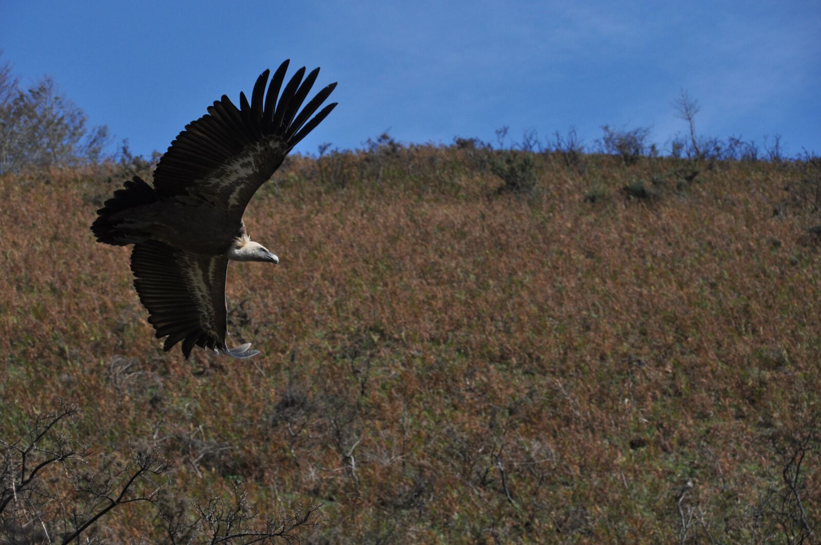 Nikon D90 sample photo. Vulture, flight, bird photography