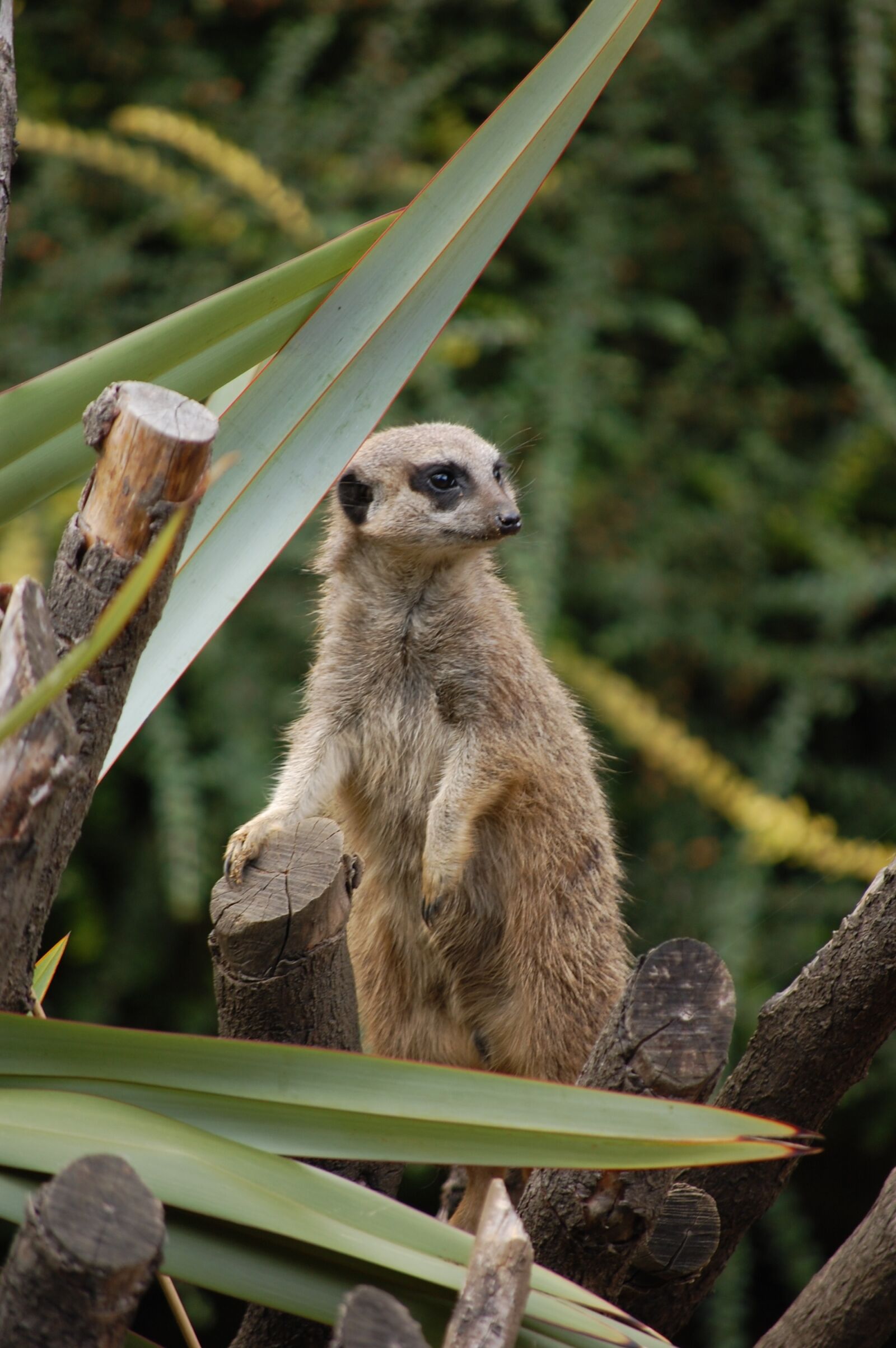 Nikon D40 sample photo. Meerkat, animal, zoo photography